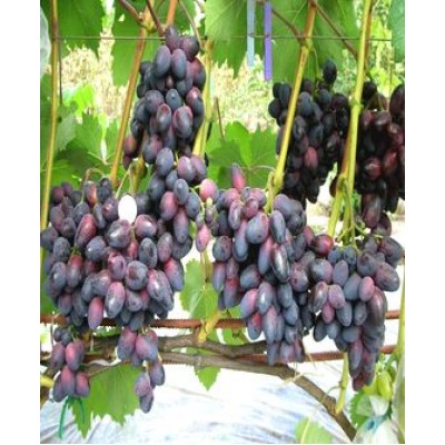 Виноград "Красотка": цена и описание сорта