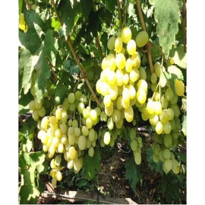 Виноград "Талисман": цена и описание сорта